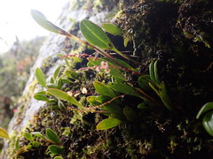 Epidendrum secundum