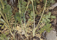 Potentilla pensylvanica