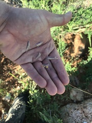 Bouteloua chondrosioides