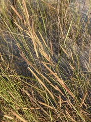 Sporobolus pumilus