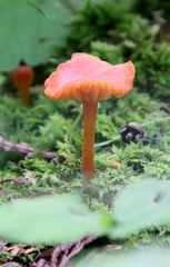 Hygrocybe miniata