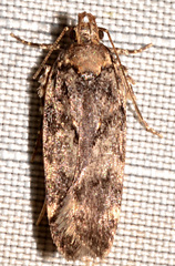Chionodes formosella