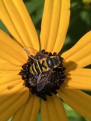 Eristalis transversa