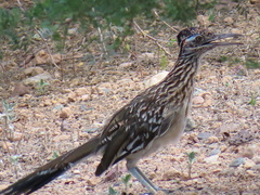 Geococcyx californianus