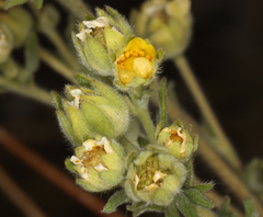 Potentilla pensylvanica
