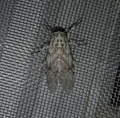 Hypercompe abdominalis