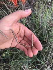 Bouteloua barbata rothrockii