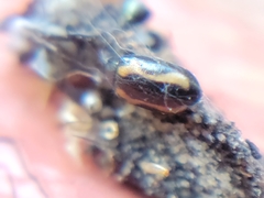 Phyllotreta striolata