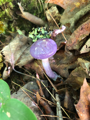 Cortinarius iodes
