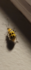 Diabrotica undecimpunctata