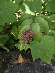 Maianthemum racemosum