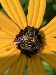 Eristalis transversa
