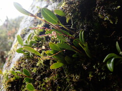 Epidendrum secundum