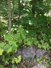 Maianthemum racemosum