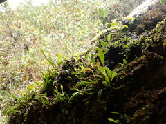 Epidendrum secundum