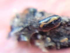 Phyllotreta striolata