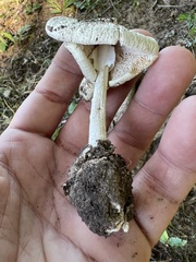 Phalloideae