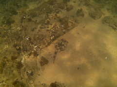 Trygonorrhina dumerilii