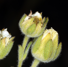 Potentilla pensylvanica