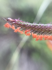 Bouteloua barbata rothrockii