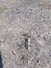 Oedipoda