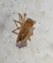 Phidippus cardinalis