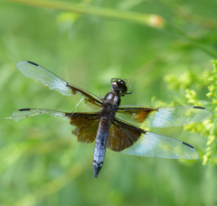 Libellula luctuosa