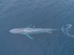 Balaenoptera musculus