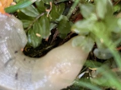 Ariolimax columbianus