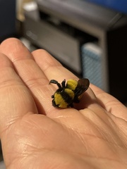 Bombus sonorus