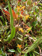 Epidendrum