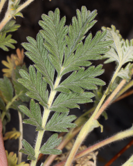 Potentilla pensylvanica