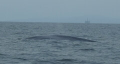 Balaenoptera musculus