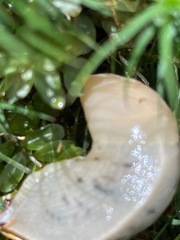 Ariolimax columbianus