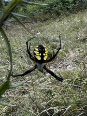 Argiope aurantia