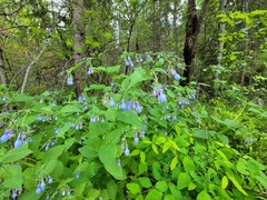 Mertensia