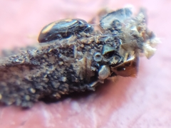 Phyllotreta striolata