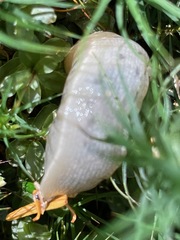 Ariolimax columbianus