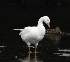 Anser anser × Branta canadensis