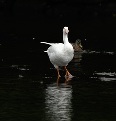 Anser anser × Branta canadensis