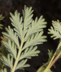 Potentilla pensylvanica