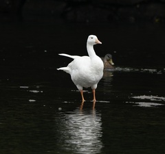 Anser anser × Branta canadensis