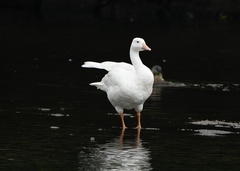 Anser anser × Branta canadensis