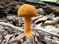 Aureoboletus auriflammeus