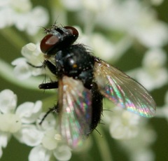 Leucostomatini