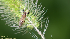 Pachygrontha antennata