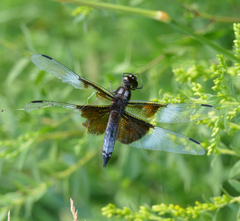 Libellula luctuosa