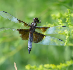 Libellula luctuosa