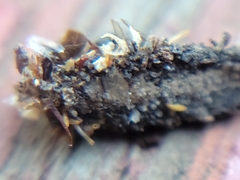 Phyllotreta striolata