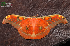 Antheraea larissa